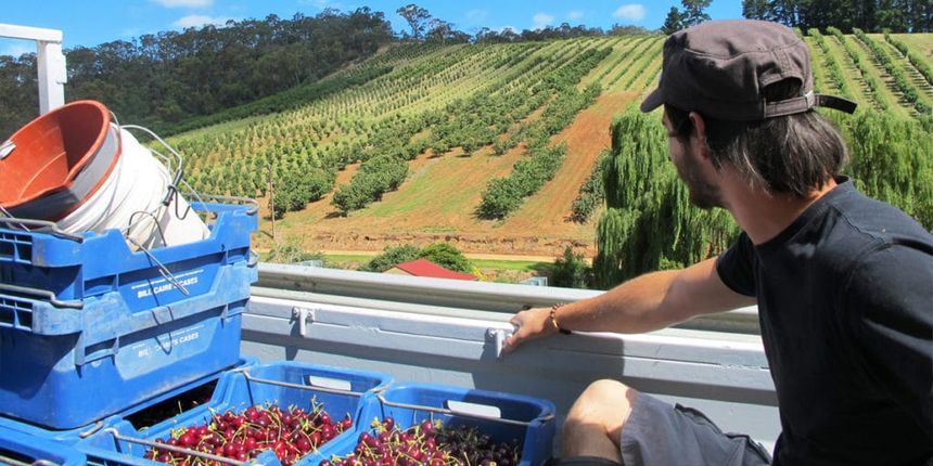 fruitpicking australie