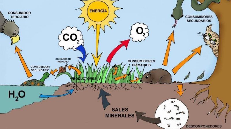 ecosistema - cadena trofica