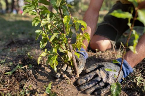 tree planting campaign in Kenya
