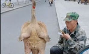 老大爷街头卖大块头甲鱼，男子好奇走近一看，却差点骂出了声