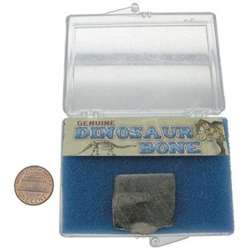 The Real Dinosaur Bone Fossil Photo 1