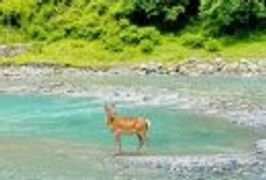 喇叭河秋季赏彩林一日游报团攻略(发车时