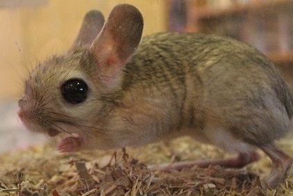 Jerboa