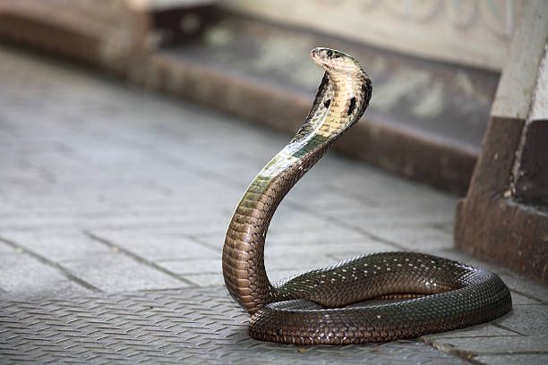 Cobra