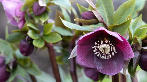 Close up of a deep purple colored flower. Flower is perched on top of a thick red stem and has five overlapping round petals with white spiky stamen in the center.