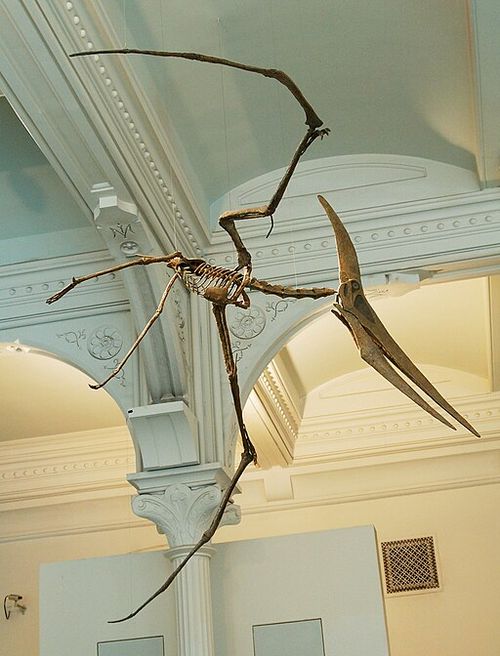 Pteranodon_amnh_martyniuk.jpg