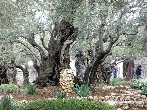 Free Gethsemane Garden photo and picture
