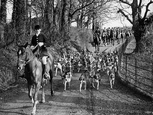 Fox hunting: The dogs try to find the track Vintage property of ullstein bild