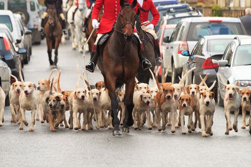 Fox Hunt