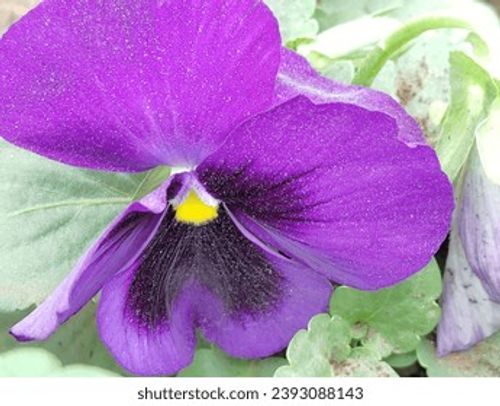 Purple colour flower seasonal fresh shurb small size looks very beautiful generally found everywhere  Stock Photo