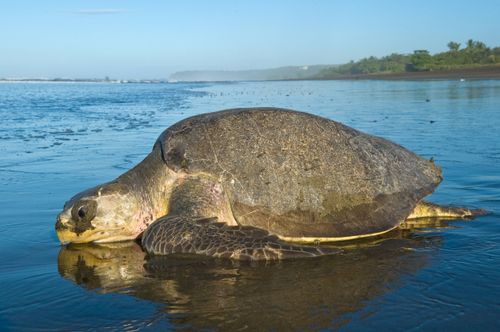 FlatBack Turtle