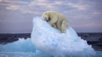 Polar bear sleeping on tiny iceberg drifting in Arctic sea captured in heartbreaking photo | Live Science