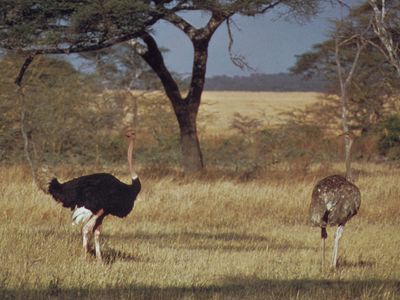 ostriches