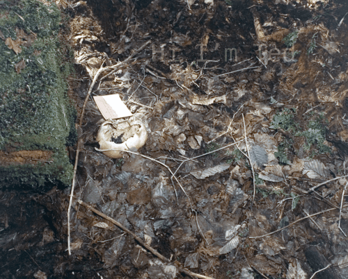 Taylor Mountain Ted Bundy crime scene Washington 1975 skull