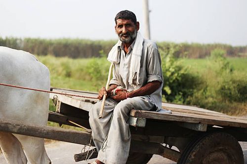 farmer riding oxcart - indian bullock cart stock pictures, royalty-free photos & images