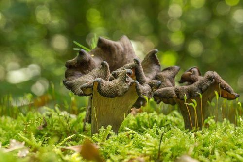 trompeta de los muertos-craterellus-cornucopioides-trompeta negra-la casa de las setas