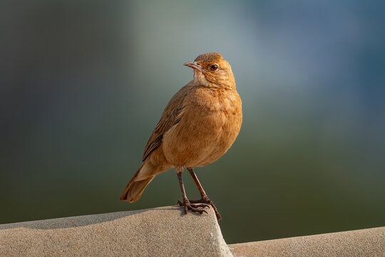 Rufous Hornero