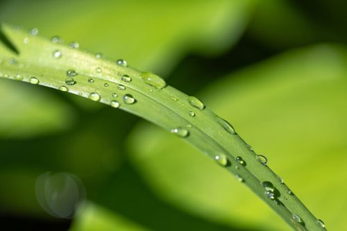 Dewdrops on Blade of Grass