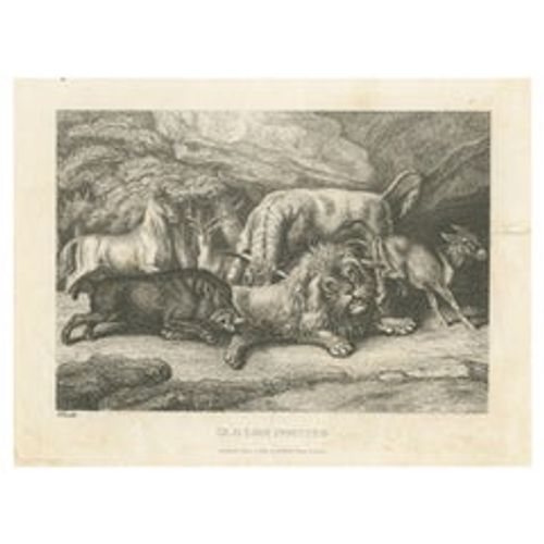 Original Antique Print of Old Lion Insulted