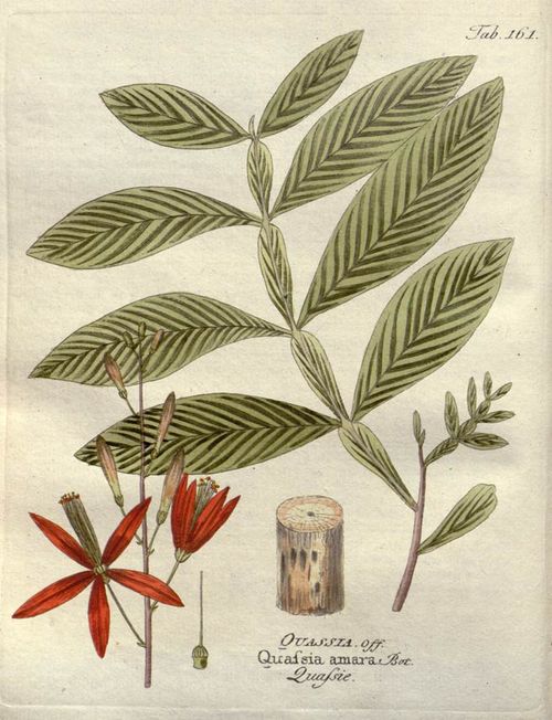 Quassia, nature's bitter bark