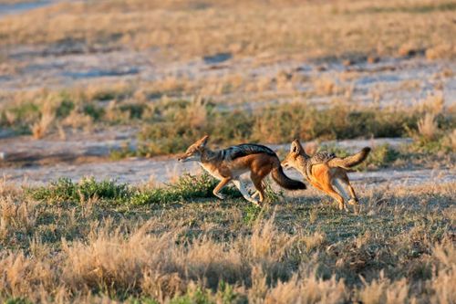 jackals - jackal stock pictures, royalty-free photos & images