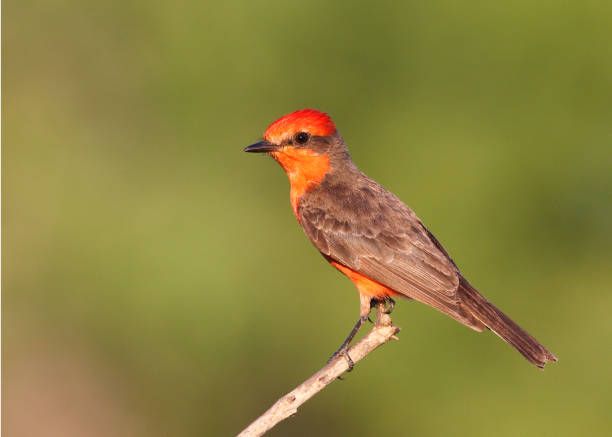 Vermilion Flycatcher