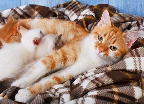 How Long After Cat Gives Birth Can She Be Spayed - Cat Lovster