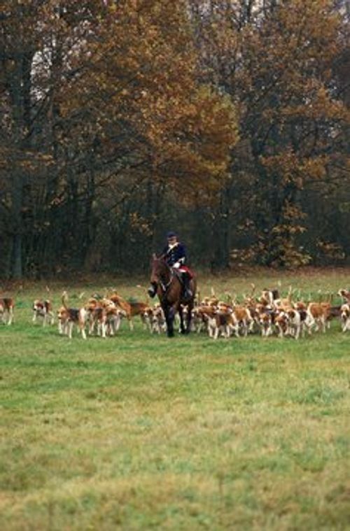 Fox Hunting with Poitevin Dogs