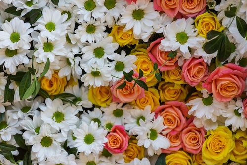 Flores