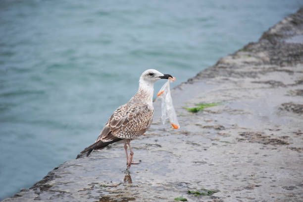 gaviota con bolsa de plástico - animales de plástico fotografías e imágenes de stock