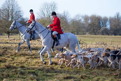 huntmaster arriving with the pack of hounds - fox hunt stock pictures, royalty-free photos & images