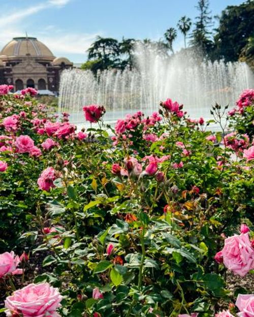 The Exposition Park Rose Garden, with pink roses blooming in front of a large fountain.