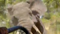 Horrifying moment American tourist dies when a five ton bull elephant chases down a safari truck for half a mile then charges straight at it when the driver suddenly stops | Daily Mail Online