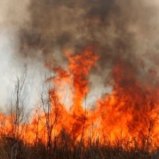 Incendios forestales