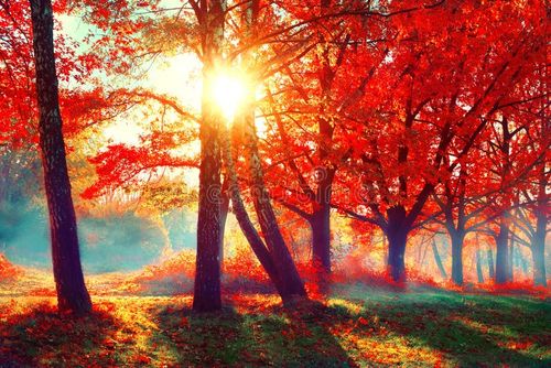Autumn. Fall nature scene. Beautiful autumnal park. Nature stock images, royalty-free photos and pictures