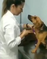 I love you so so much human! - Album on Imgur