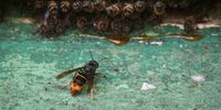 The hornet has landed: Scientists combat new honeybee killer in US | Ars Technica