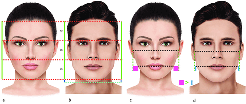 Facial dimorphism One of the aspects of beauty is the proportions among the three thirds