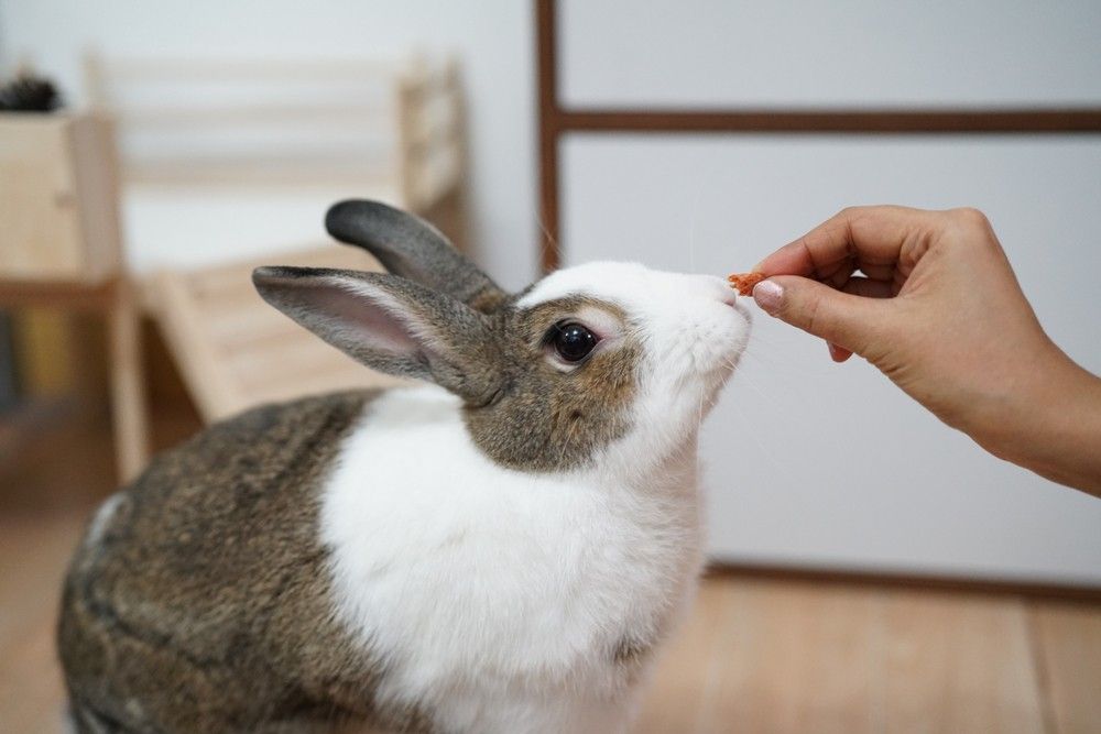 5 Steps to Get Your Rabbit to Eat More Timothy Hay | Rabbit Hole Hay