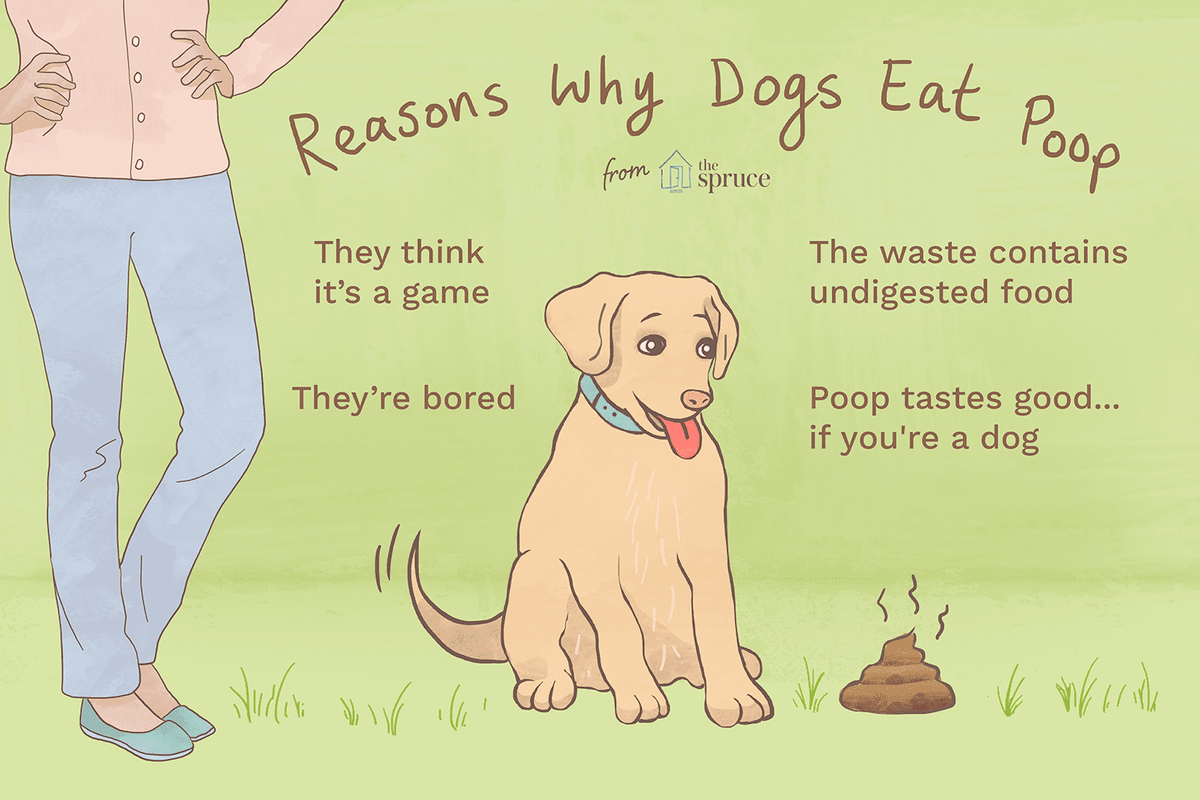 Stop Dog from Eating Feces