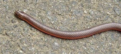worm snake