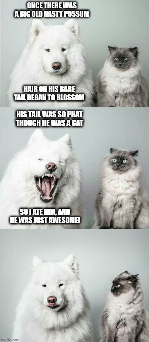bad joke dog cat | ONCE THERE WAS A BIG OLD NASTY POSSUM; HAIR ON HIS BARE TAIL BEGAN TO BLOSSOM; HIS TAIL WAS SO PHAT
THOUGH HE WAS A CAT; SO I ATE HIM, AND HE WAS JUST AWESOME! | image tagged in bad joke dog cat,memes,possum,blossom,awesome | made w/ Imgflip meme maker