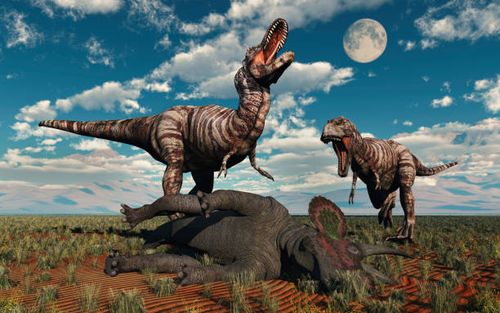 a pair of t-rex dinosaurs about to eat a dead triceratops. - dinosaurs fighting stock illustrations