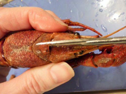 crawdad crayfish dissection nature science homeschool homeschooling