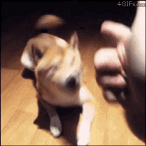 LmdpZg.gif