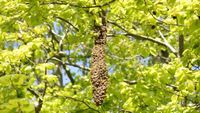 Viewing honey bee colonies as superorganisms could reshape beekeeping practices - Phys.org