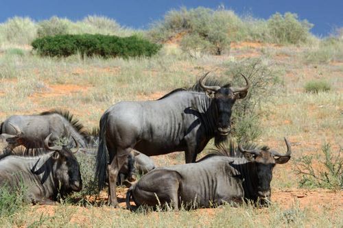 wildebeest or gnu - gnu animal stock pictures, royalty-free photos & images