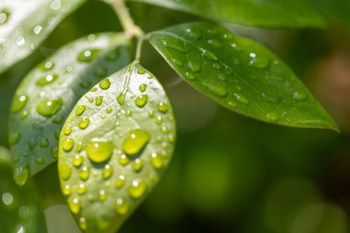 Closeup of Dewdrops on Leaves