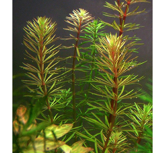 Rotala Vietnam