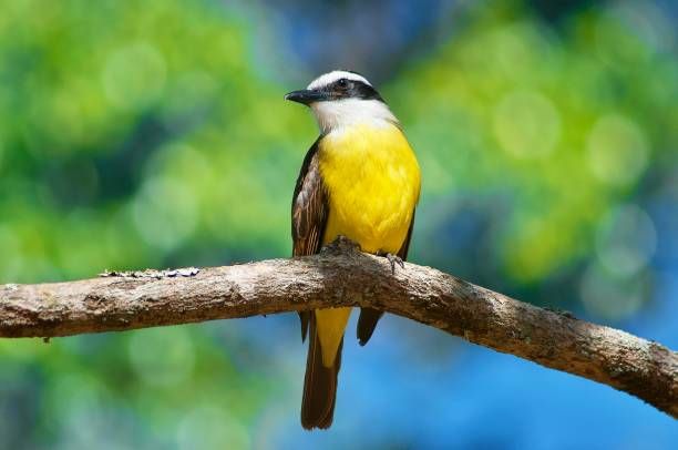Great Kiskadee